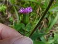 Narrowleaf Emilia